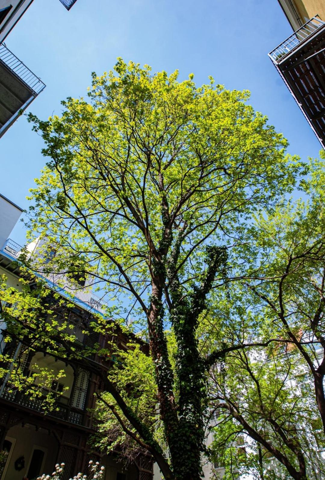 Apartment With Balcony Near Augarten 비엔나 외부 사진